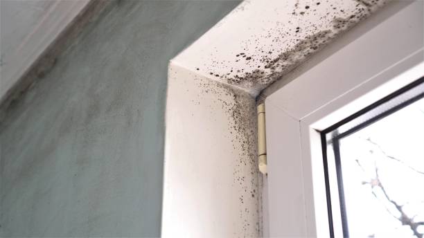 Professional Mold Inspection, Removal & Remediation in Greensboro, AL