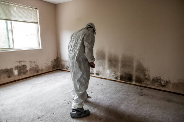 Mold Odor Removal Services in Greensboro, AL